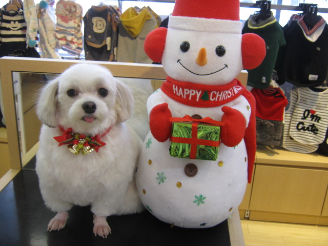 クリスマスシュシュ入りました☆