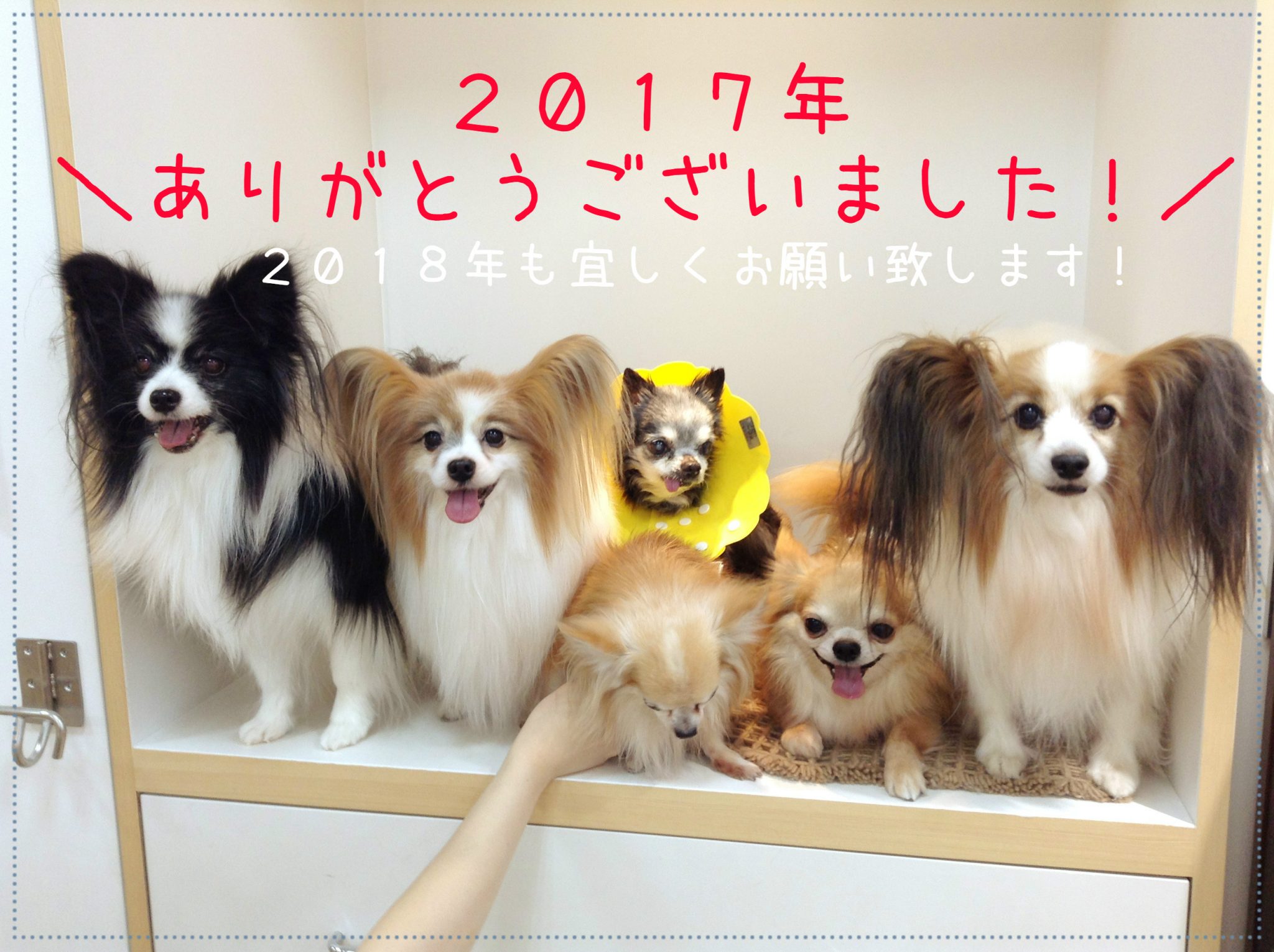 ★２０１７年ありがとうございました！★