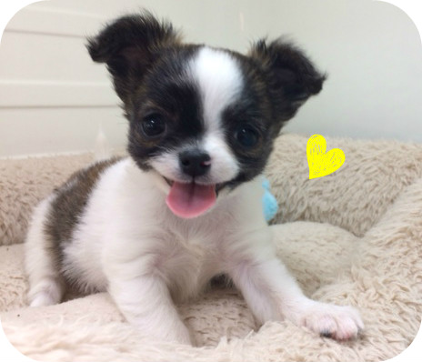 ★動画でわんちゃん紹介♪★