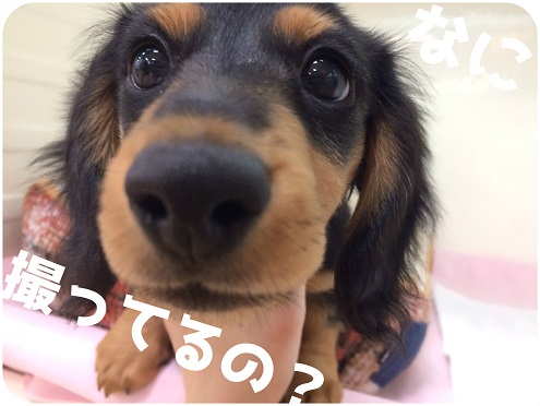 ☆NEWおすすめダックス♪☆
