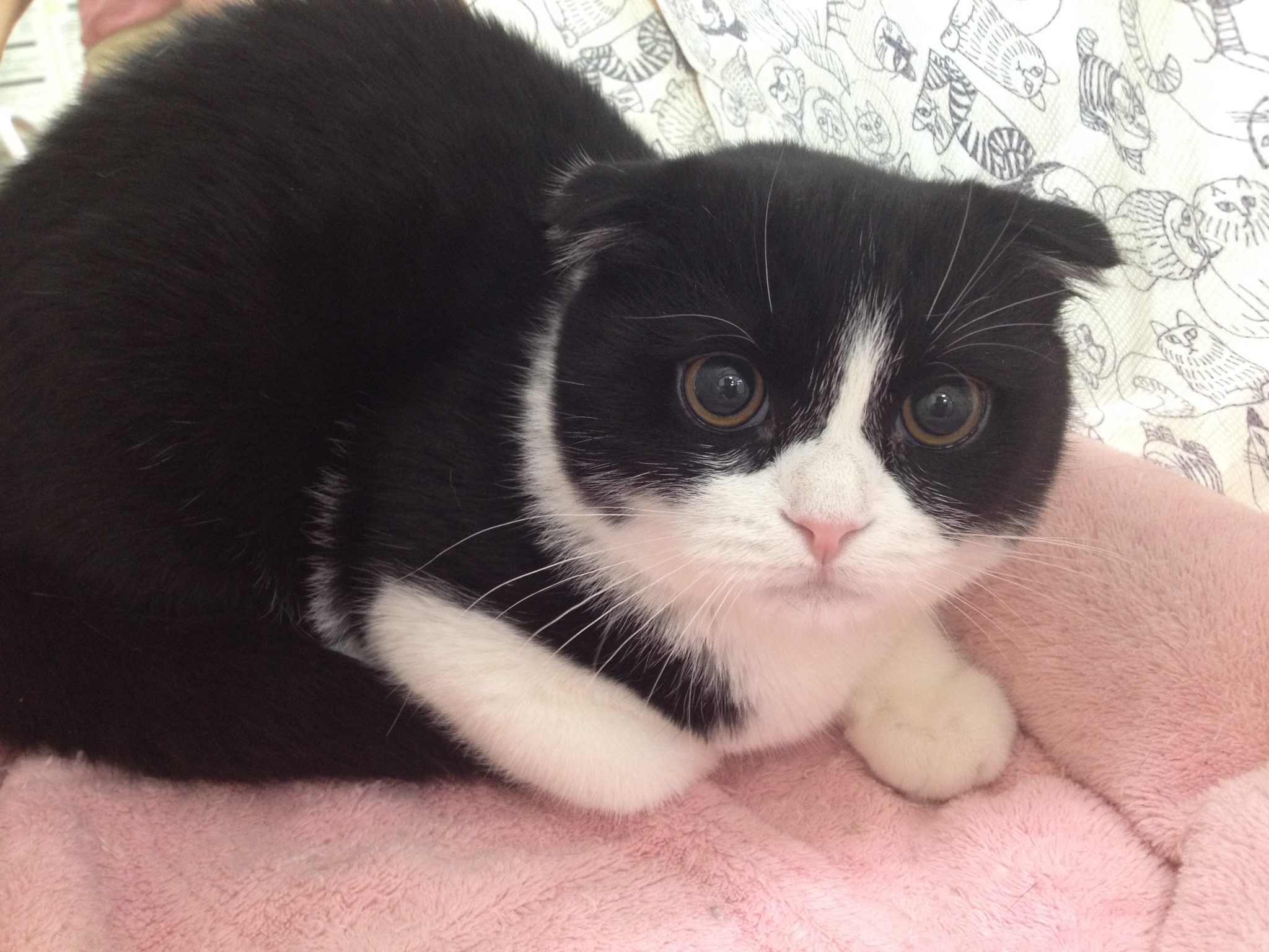 ☆　わんちゃん紹介　☆