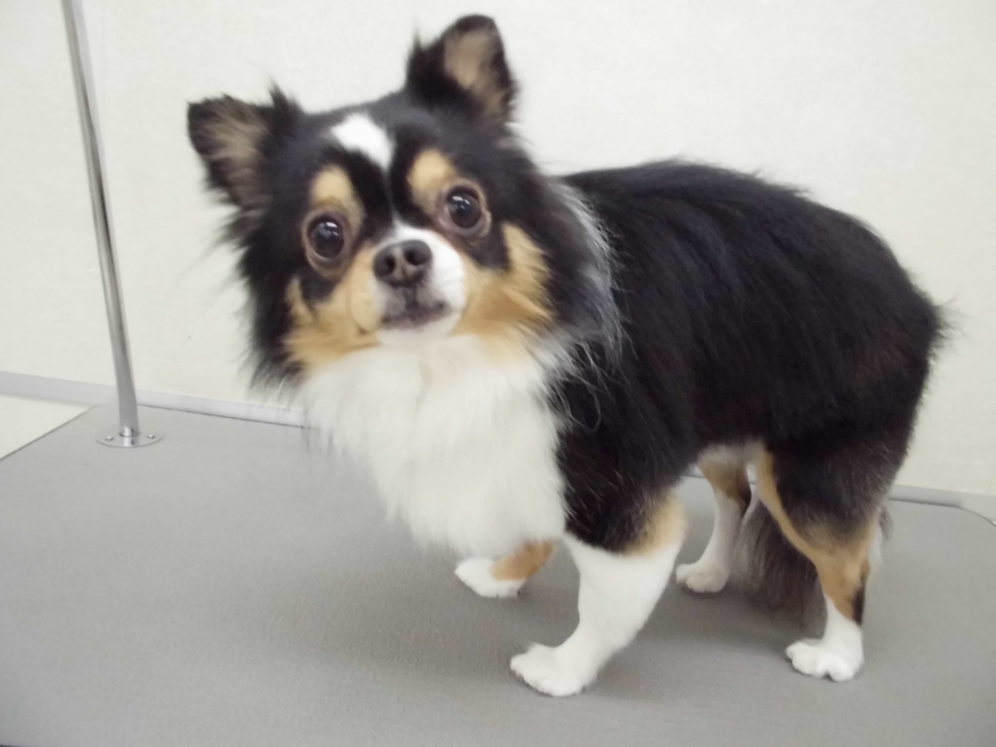 ナツちゃんトリミング♪♪