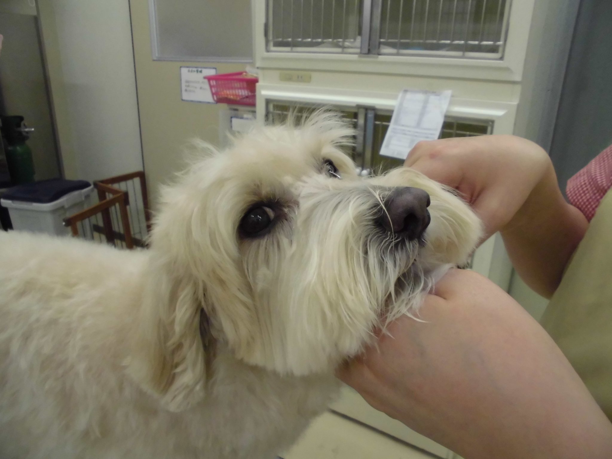 今週のトリミングの予約状況のお知らせです♪♪