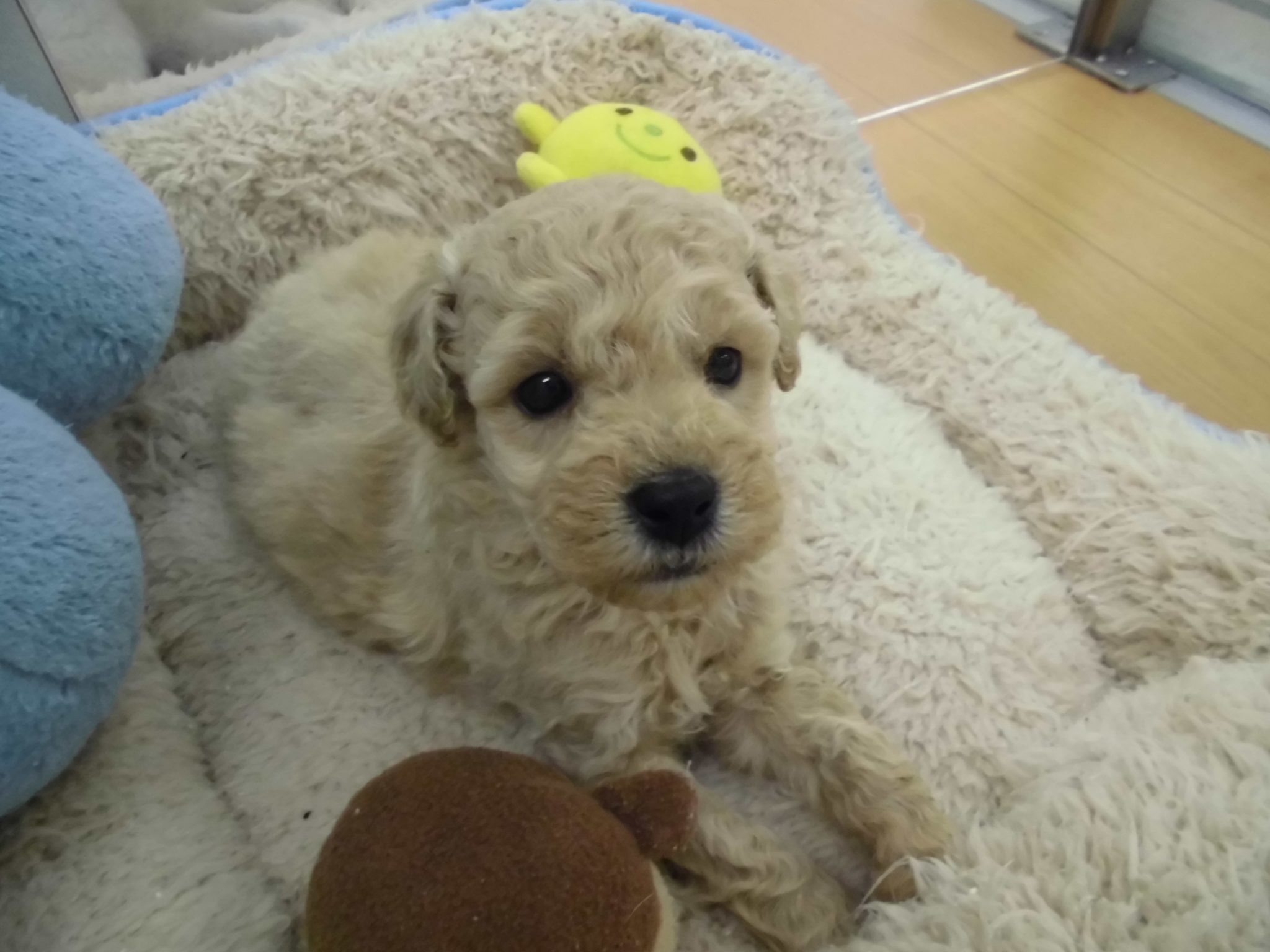 新人さん紹介とトリミング予約状況☆☆