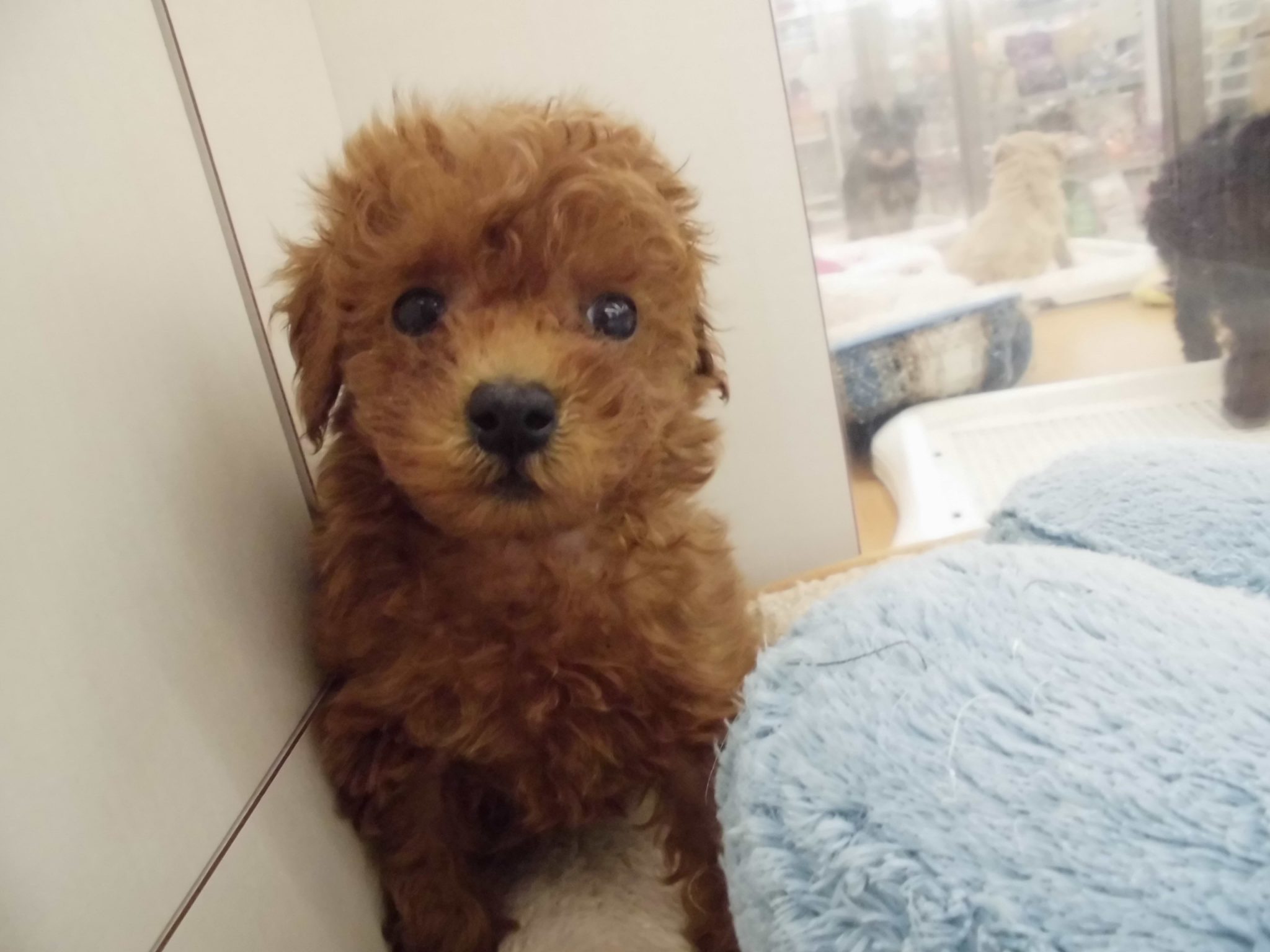 ☆☆新人ワンちゃんネコちゃん☆☆