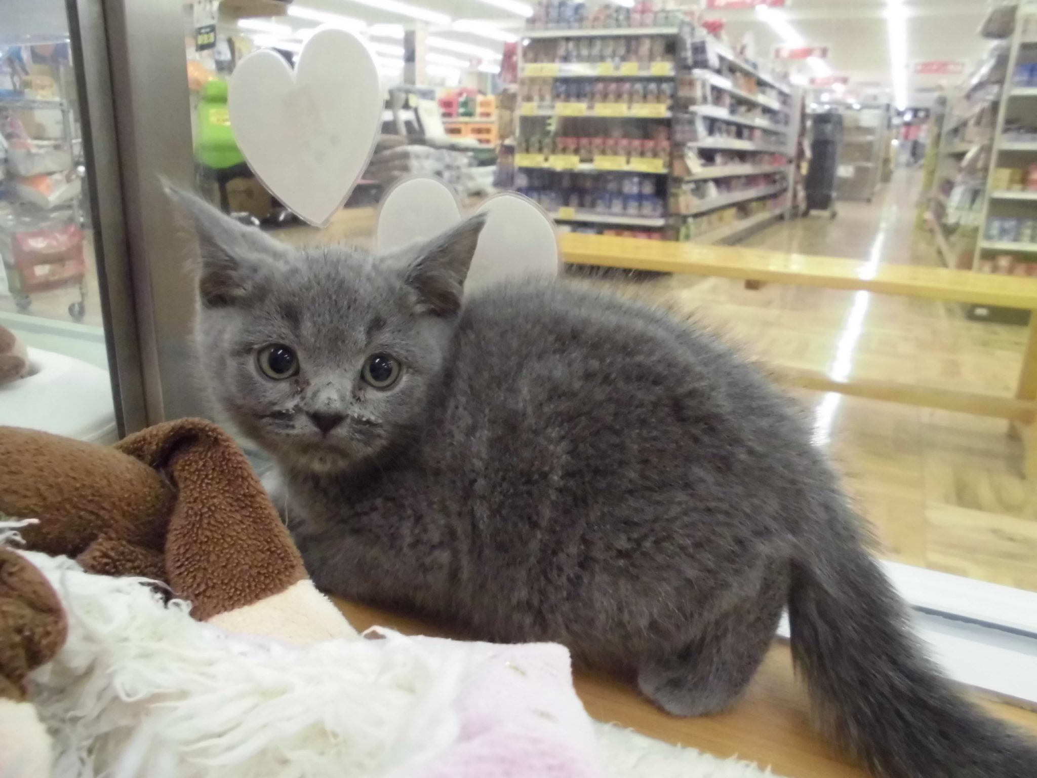 新人ネコちゃん！！