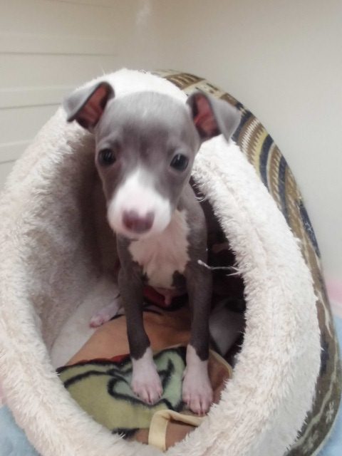 新しい子紹介☆
