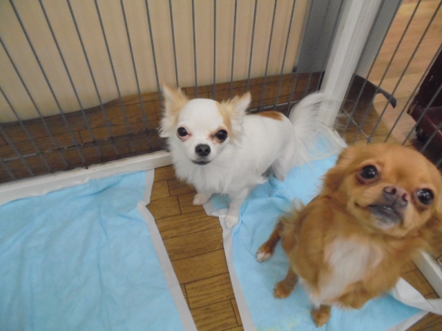 ☆仲良しチワワーズ紹介☆