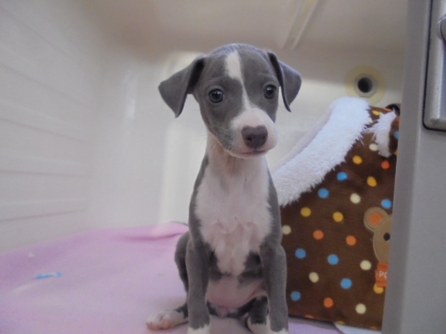☆オススメ犬☆