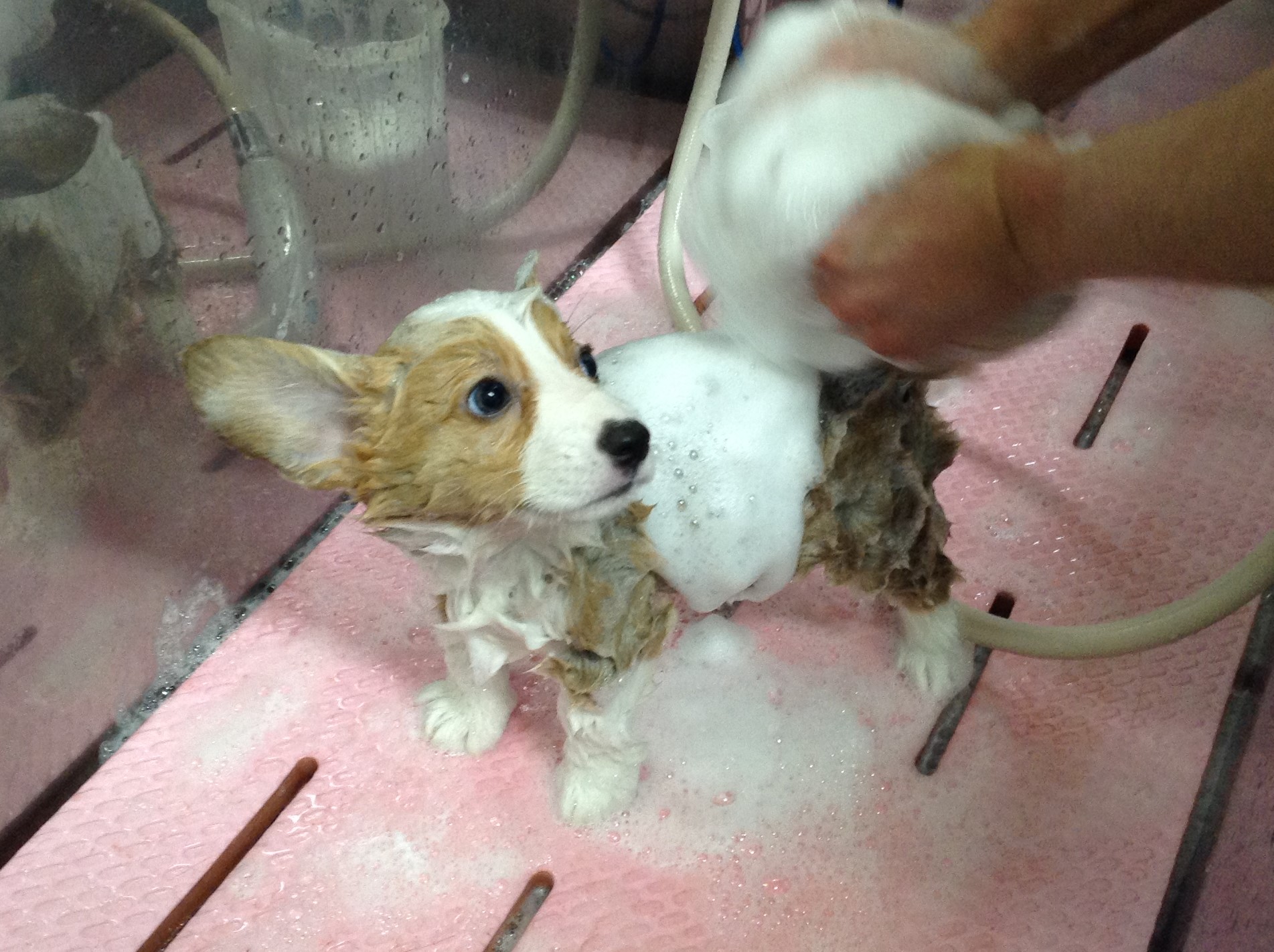 シャンプー大会！！