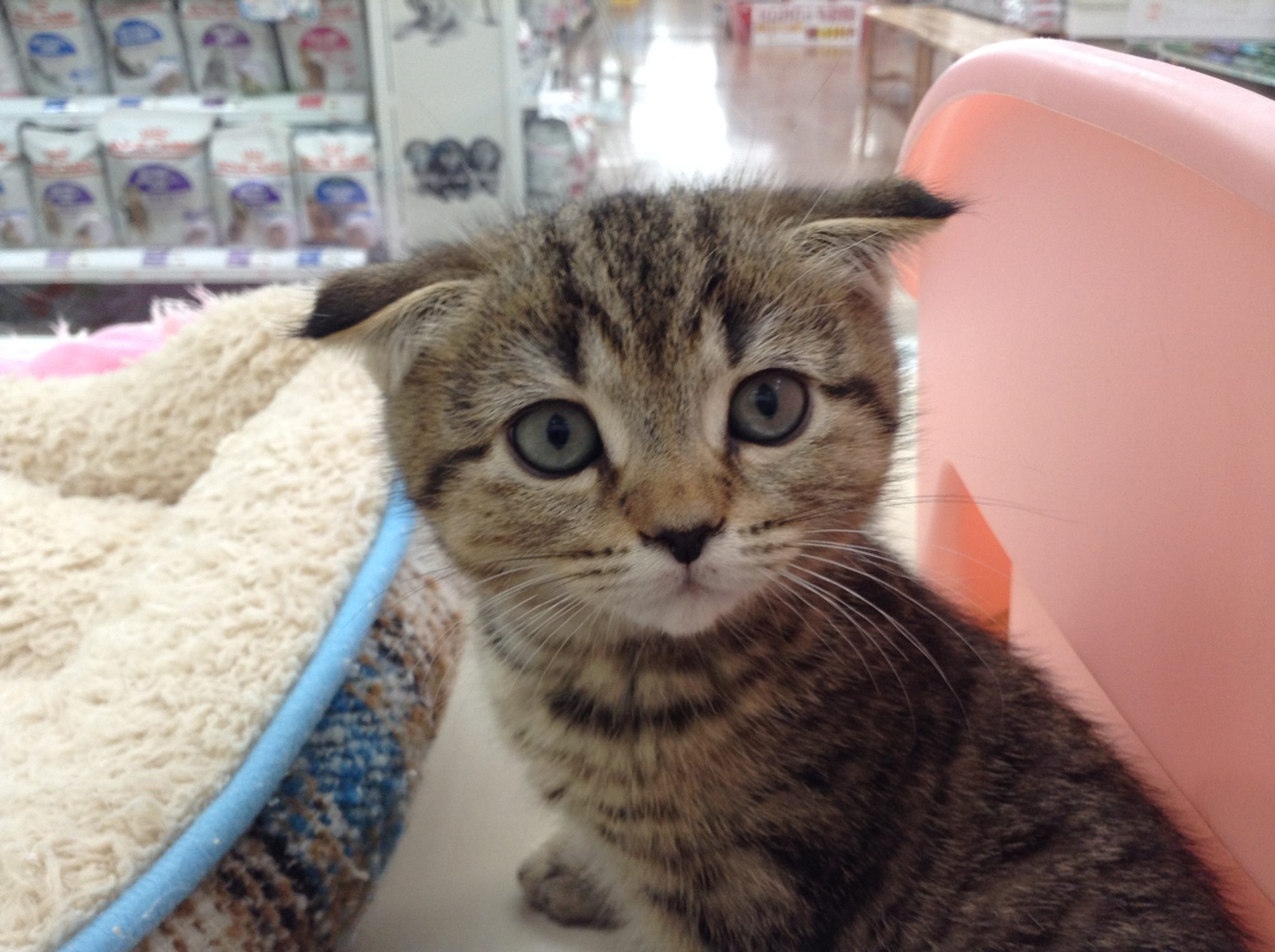 にゃんこがやってきましたよ☆