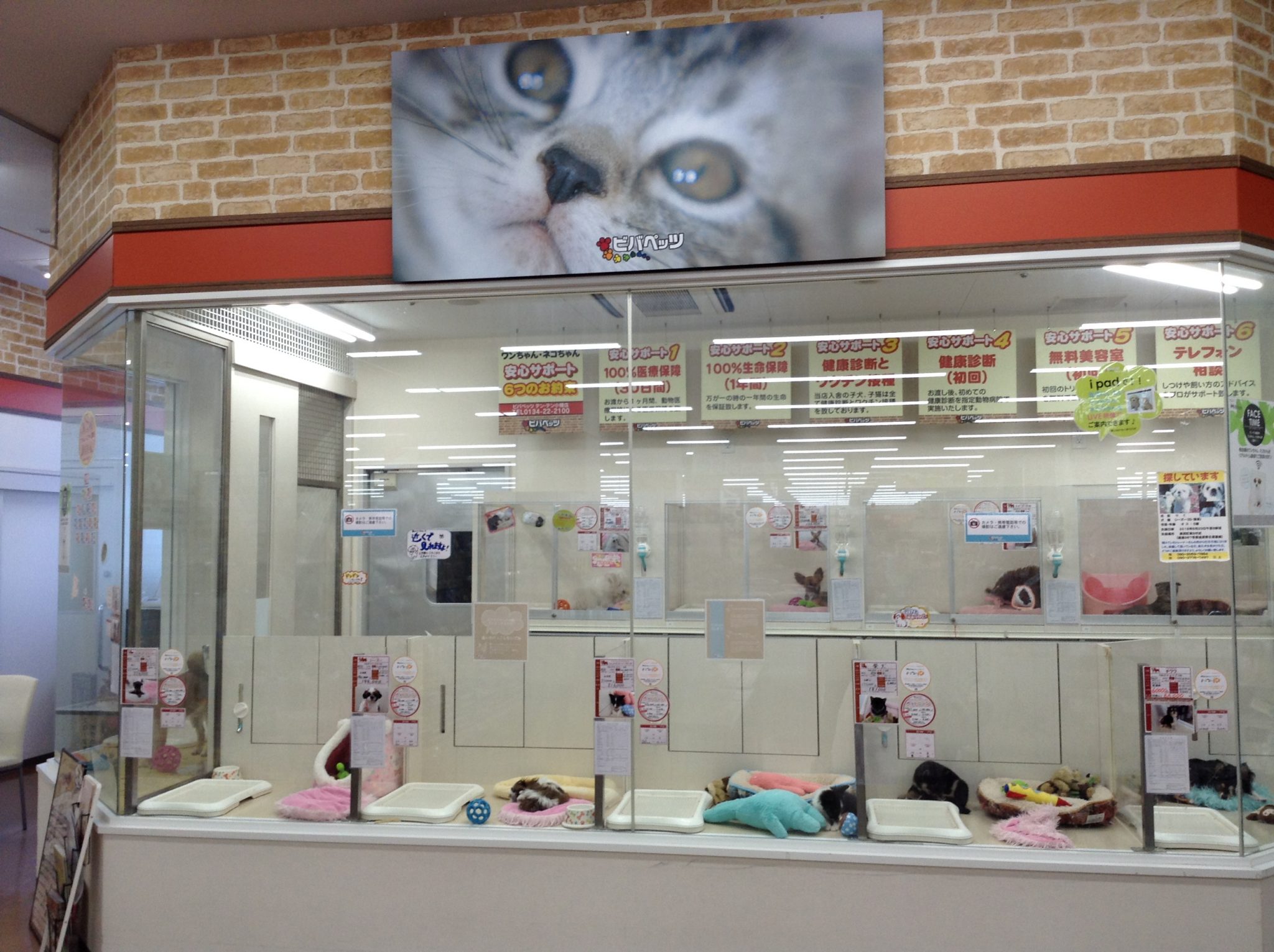 今週のトリミング状況のおしらせ！！