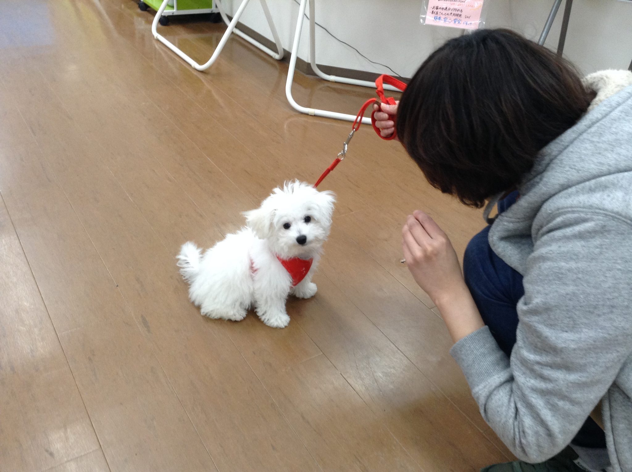 ビーちゃんのおすわり特訓！！
