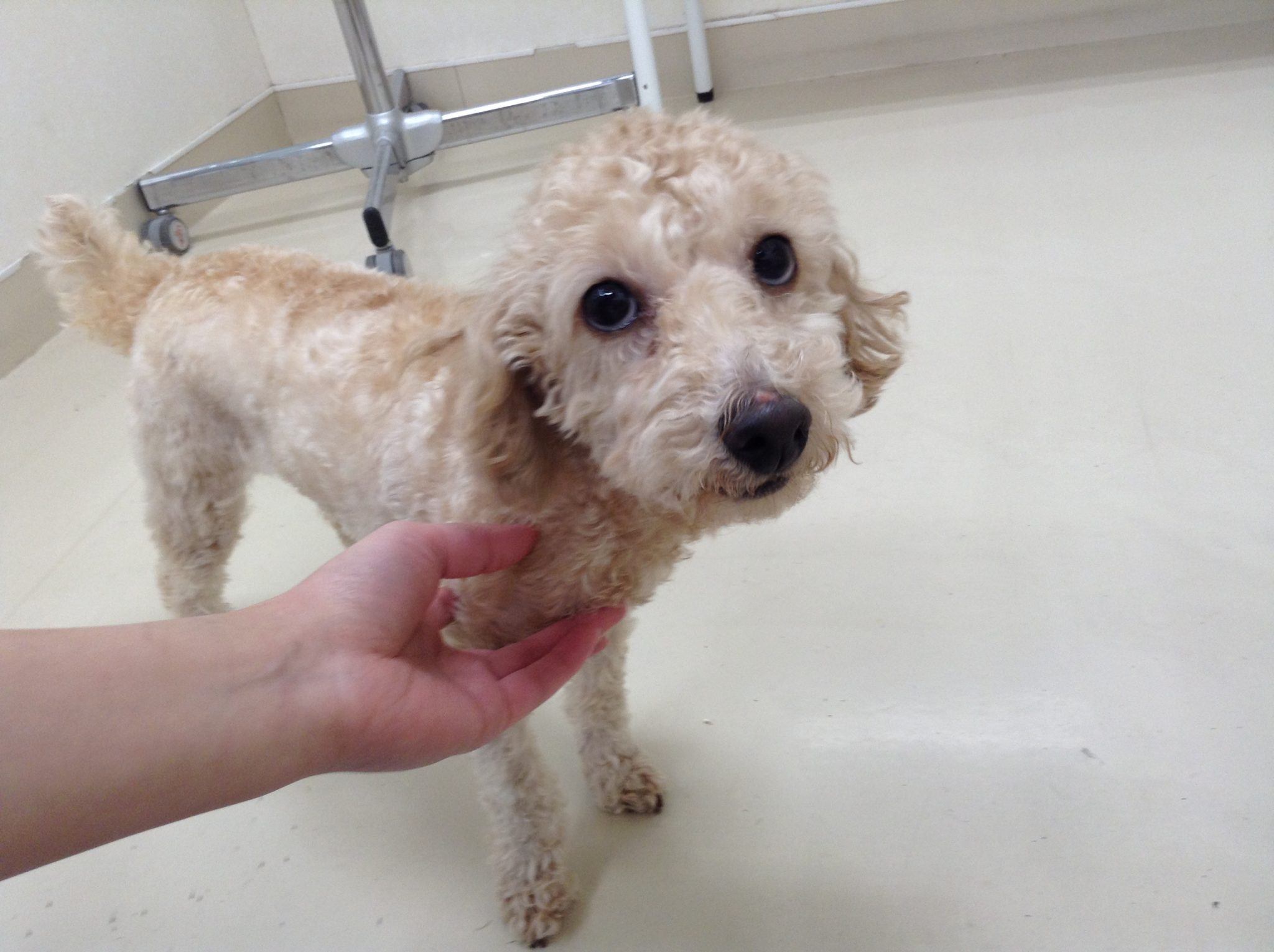 先週お泊りしてくれたワンちゃんたち☆