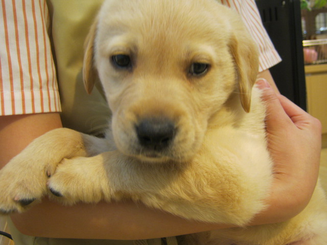 ＮＥＷおすすめ犬！！