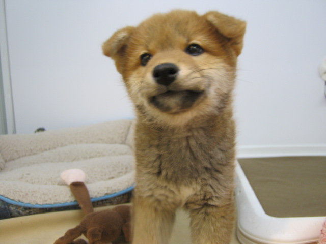 新おすすめ犬しばくん！