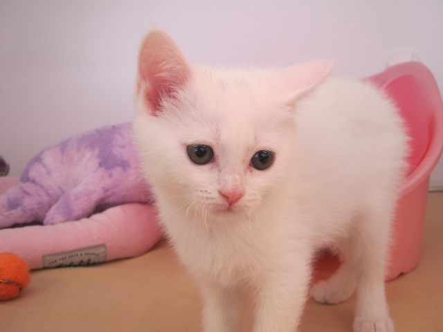 NEWねこちゃん★