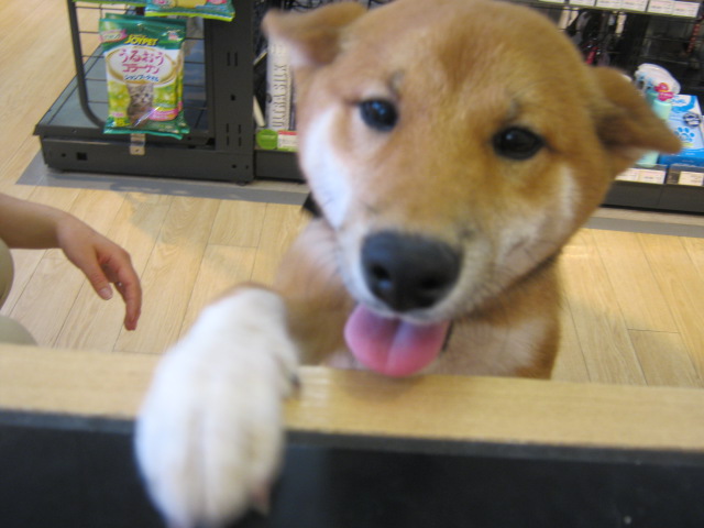 りゅうちゃんが、トリミングに来たよ☆
