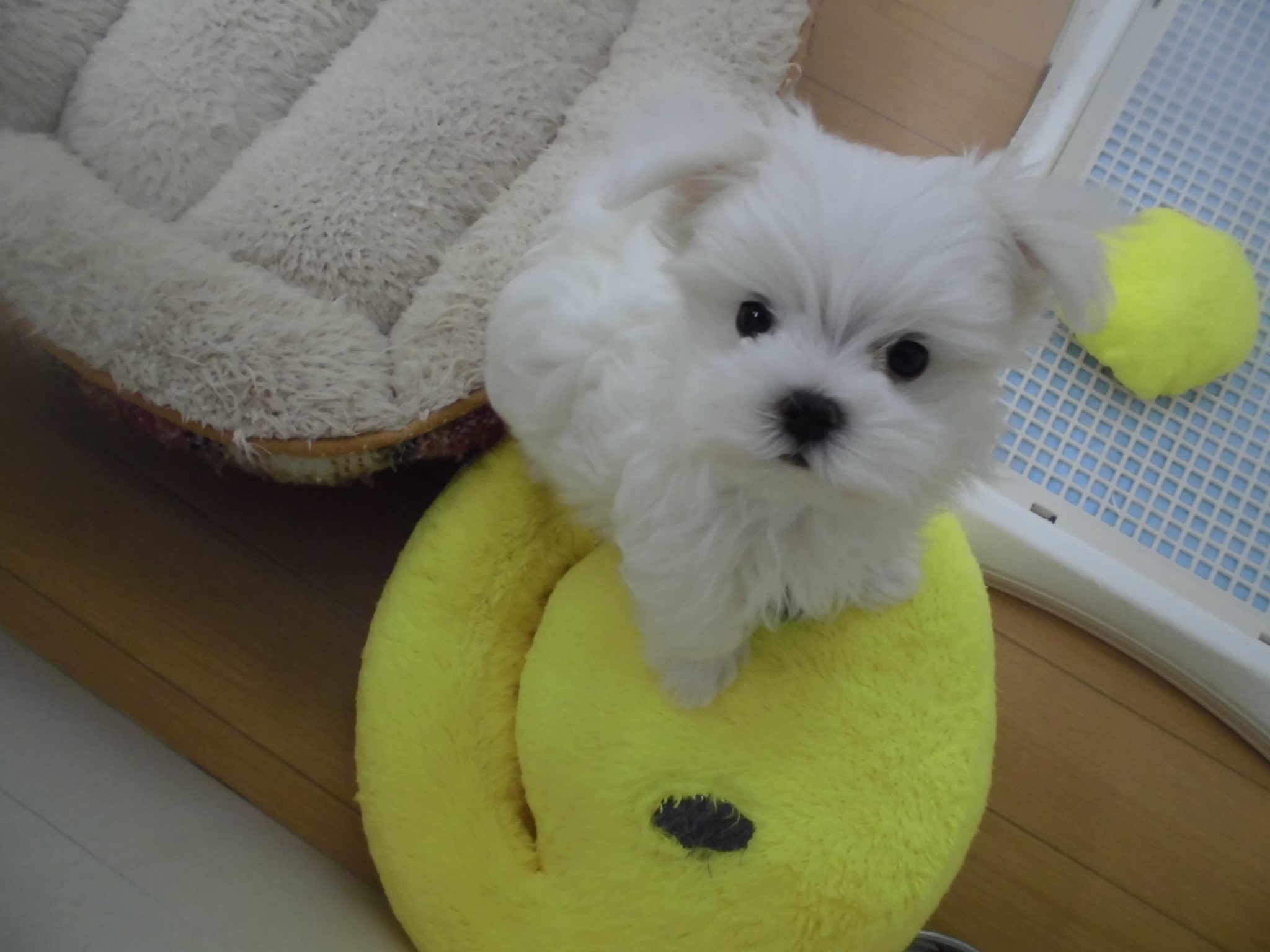 明日、明後日は、、、