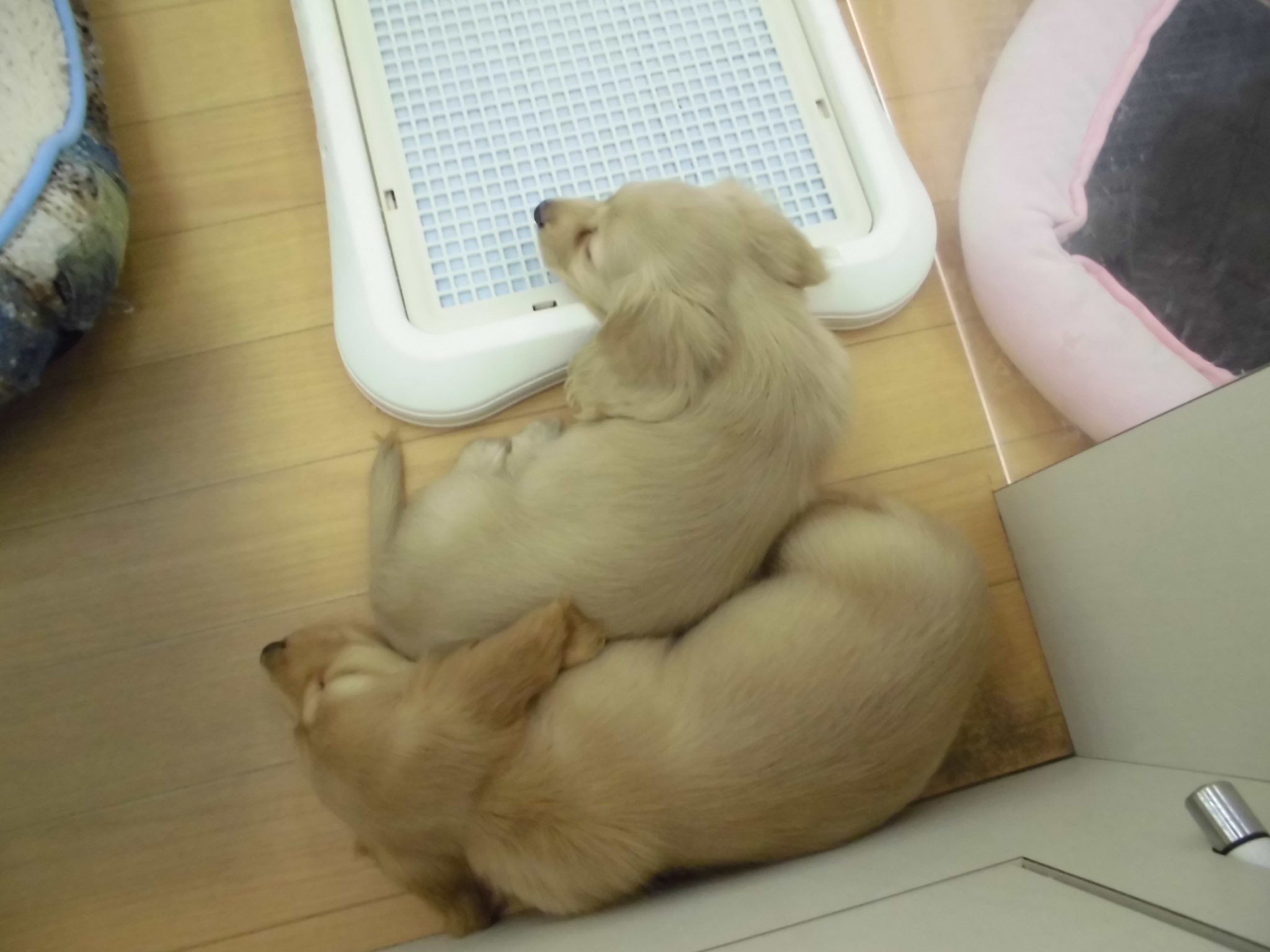 新入り兄弟さん☆★