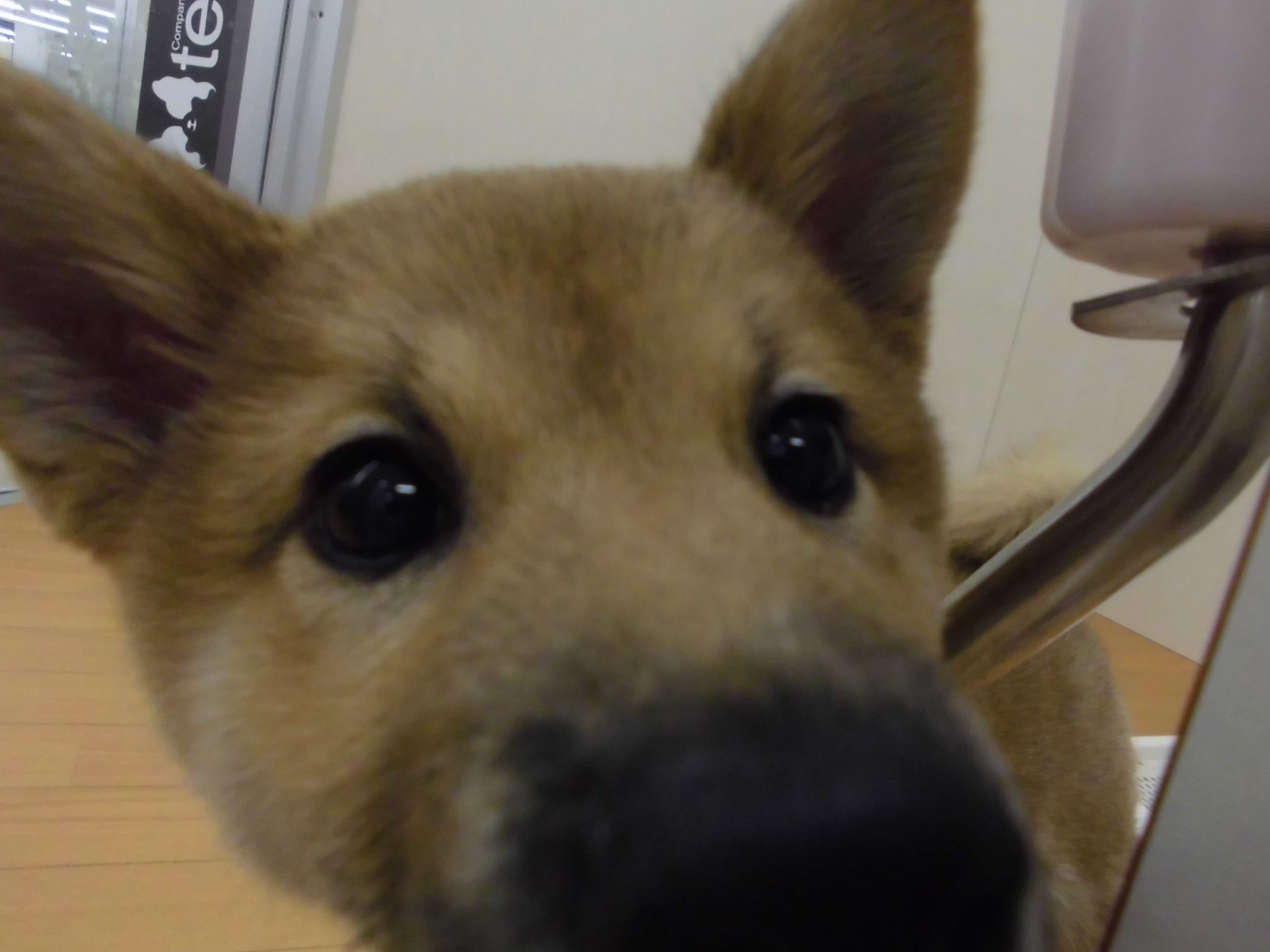 フードサンプリングのご案内＆新人さん紹介☆★