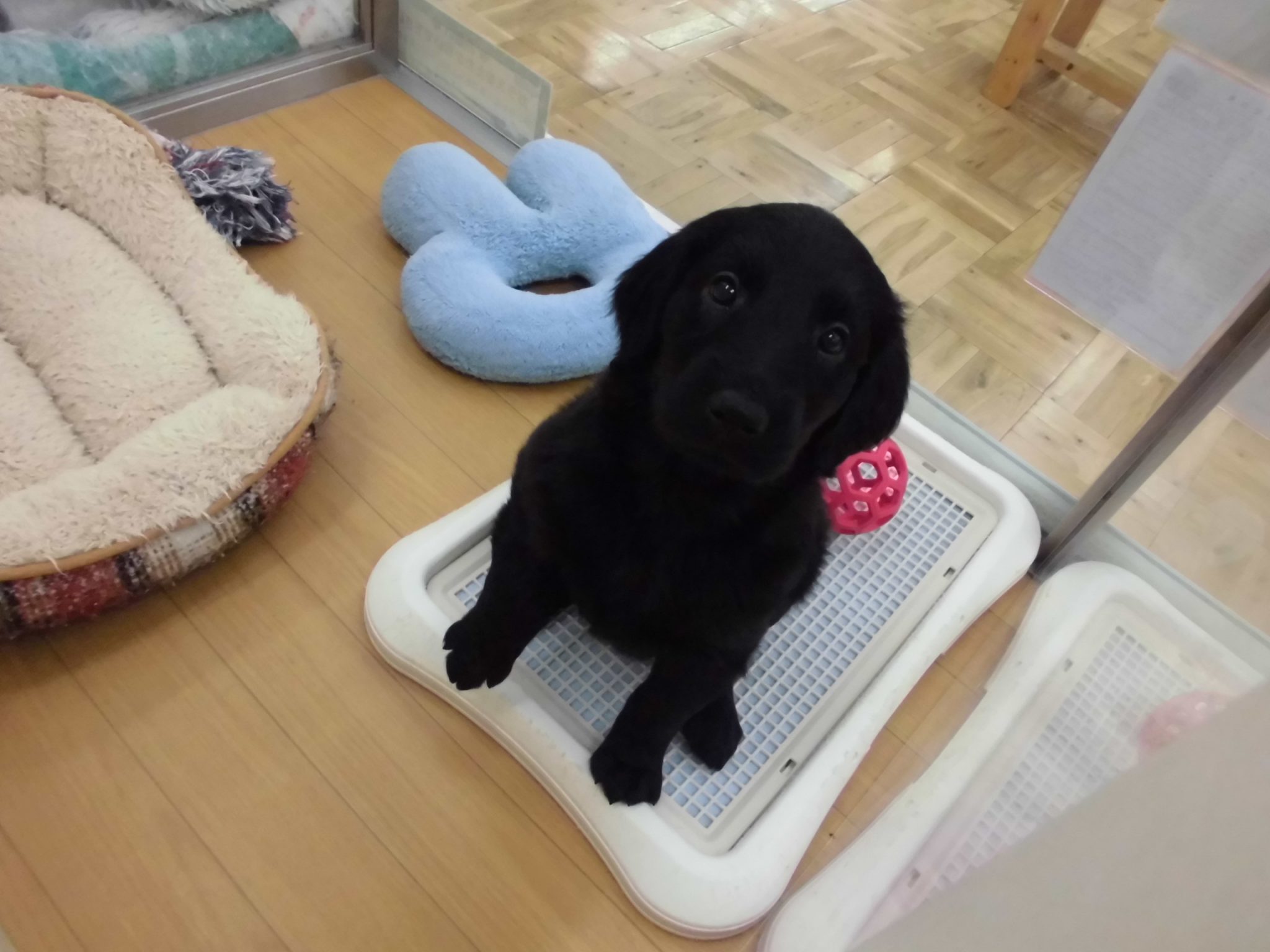 ビックな新しいお友達♪