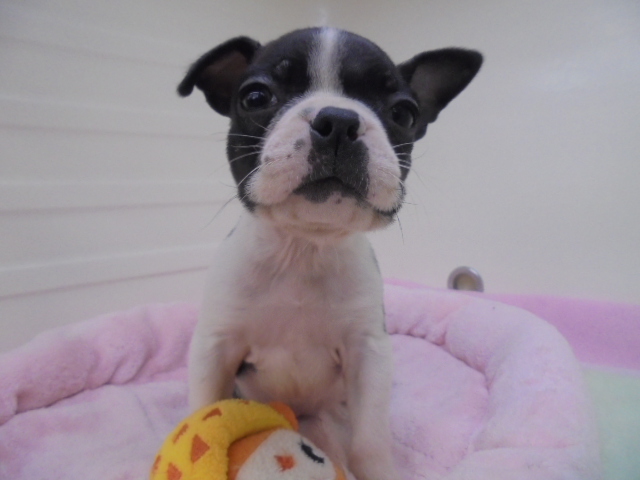 おすすめワンちゃん交代！