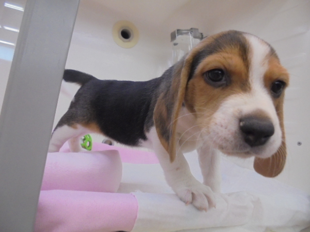 新おすすめ犬！！