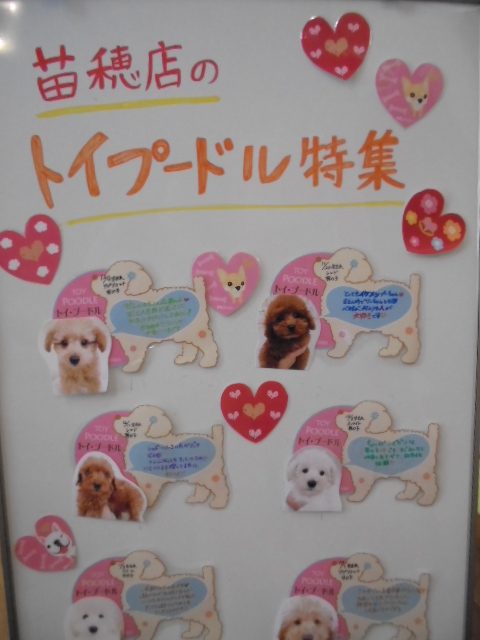 プードル大集合♪