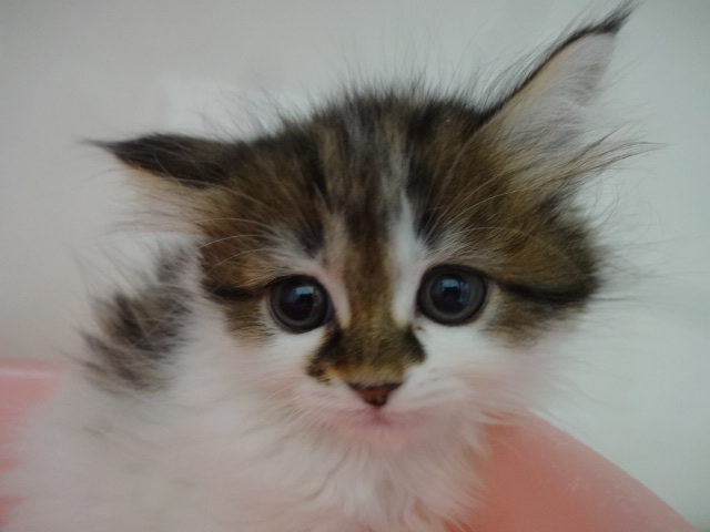 ☆　わんちゃん、ねこちゃん紹介　☆