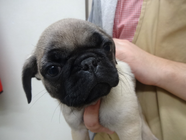 ☆　オススメ犬バトンタッチ　☆