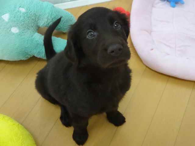 ☆　フラットちゃんいらっしゃい！　☆