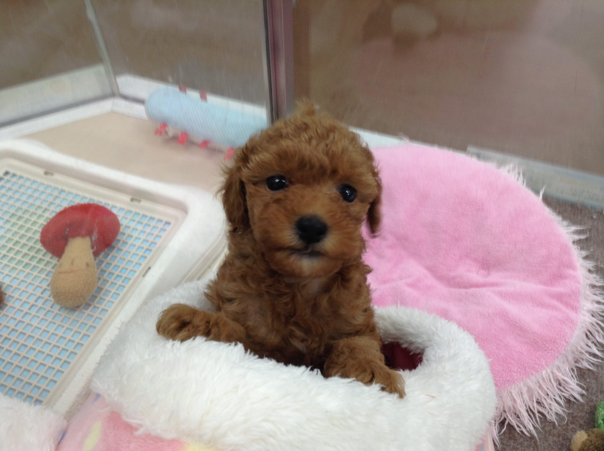 新しい仲間が♬