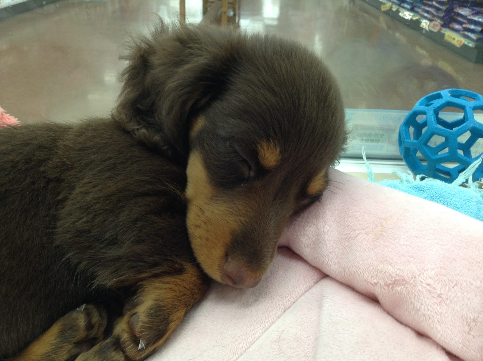 新しいオススメ犬は！？