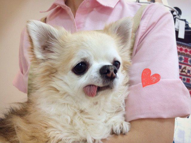 ★お泊り♪こむぎちゃん★