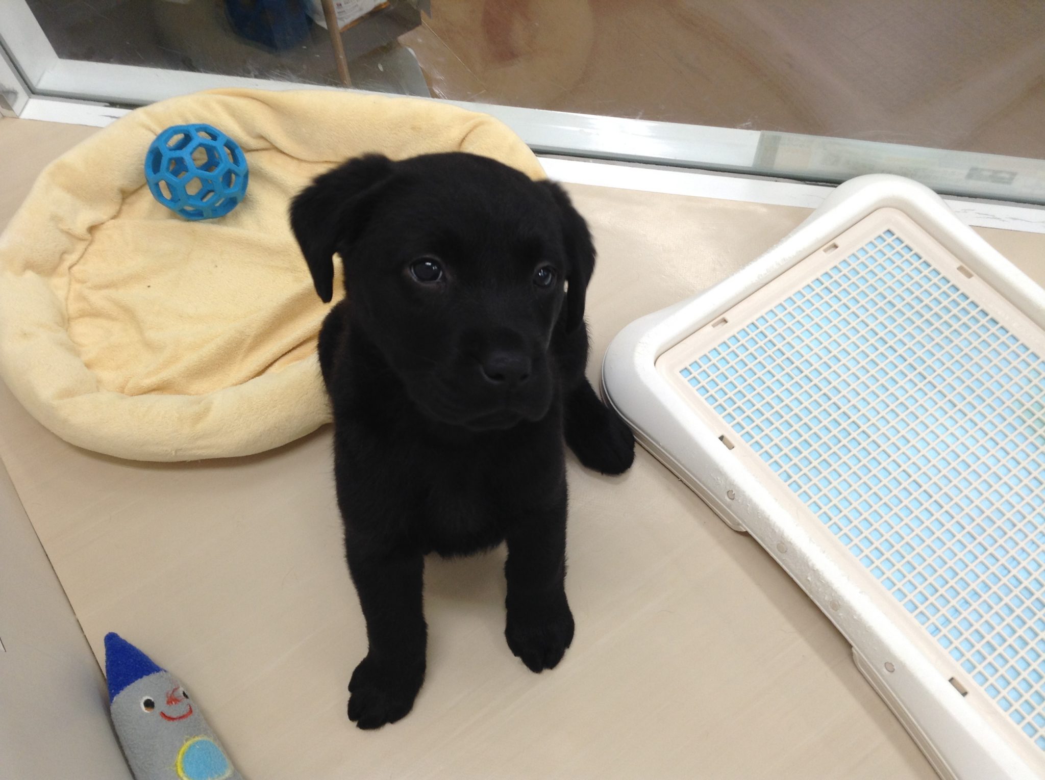 新しいワンちゃんがいっぱい！！