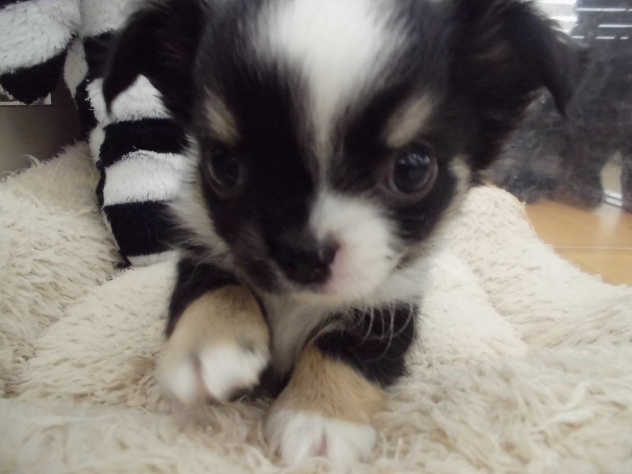 新しい仲間をご紹介♪♪