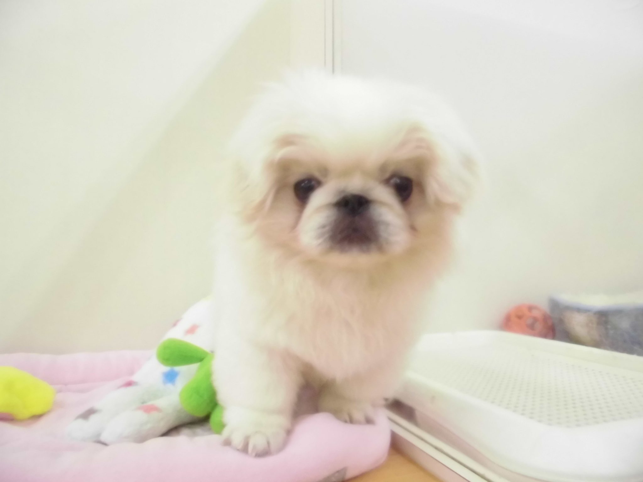 ☆新人さん紹介☆