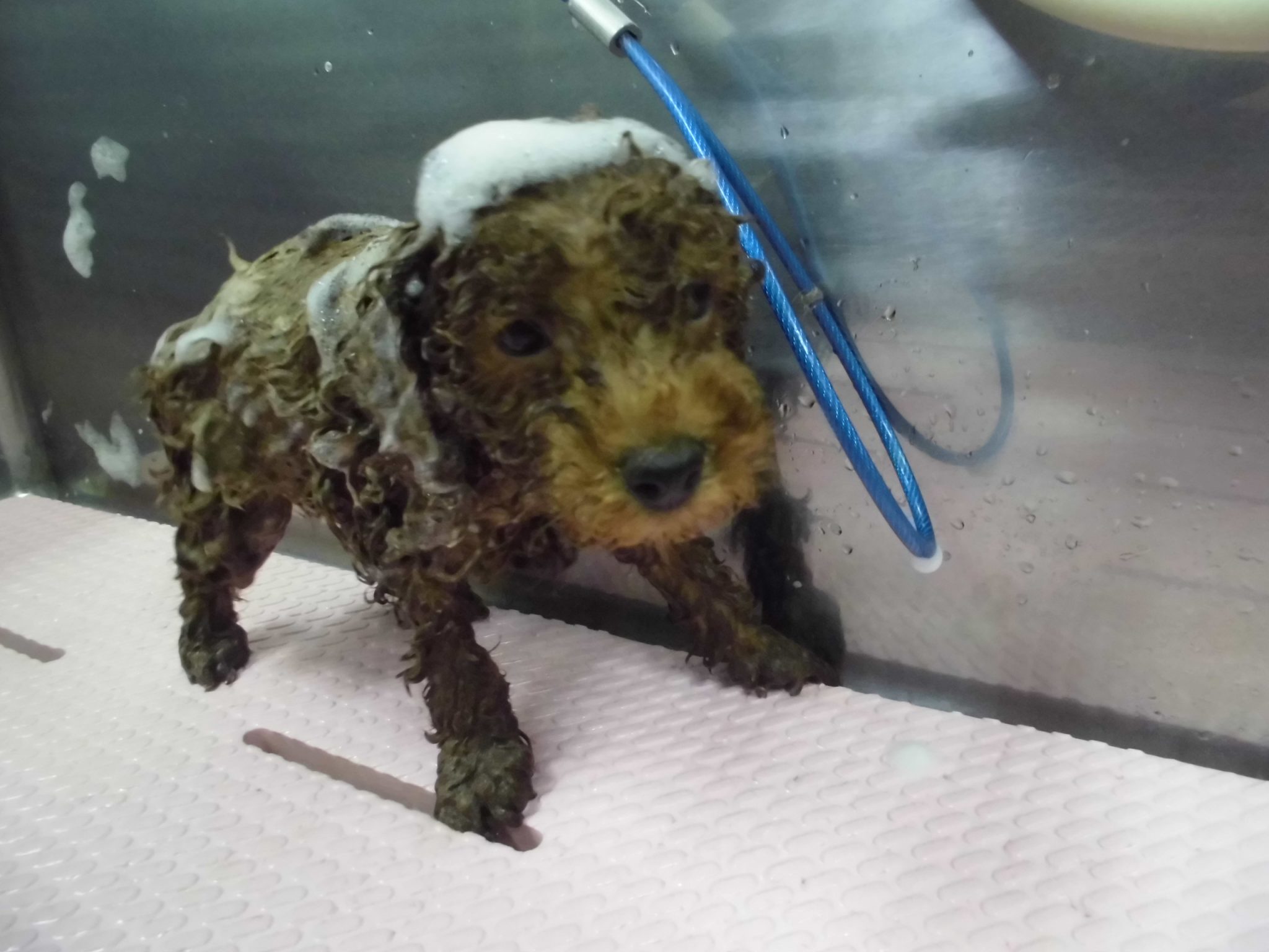 ☆初めてのシャンプー☆