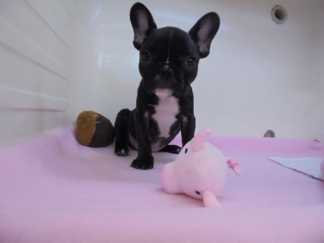 ★おすすめ犬☆