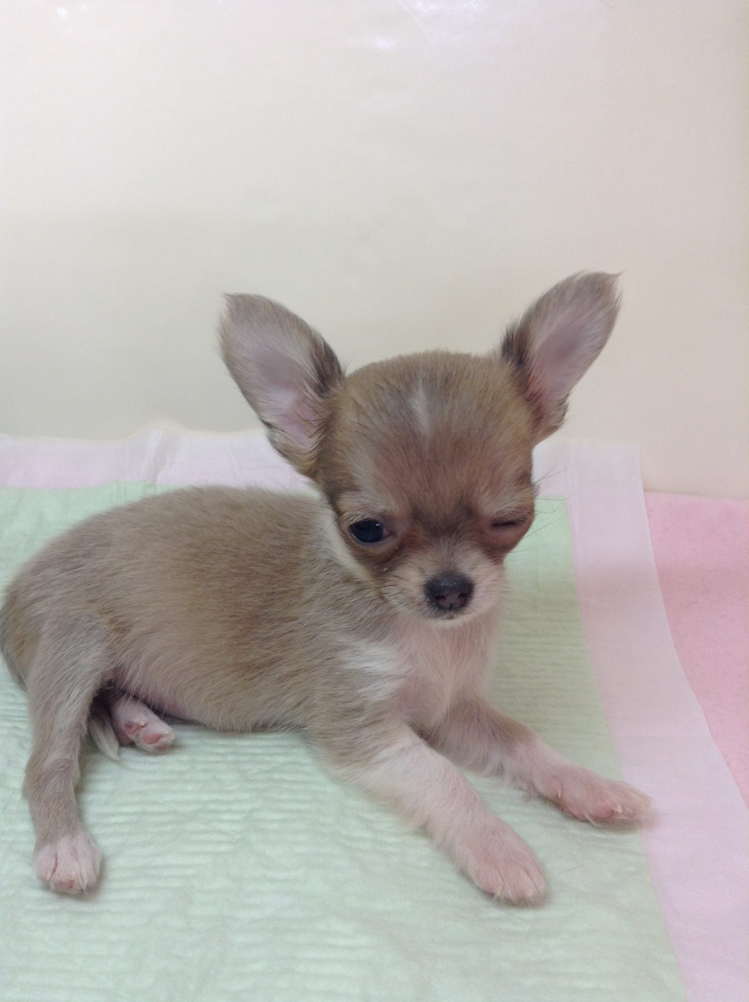 新おススメ犬♡