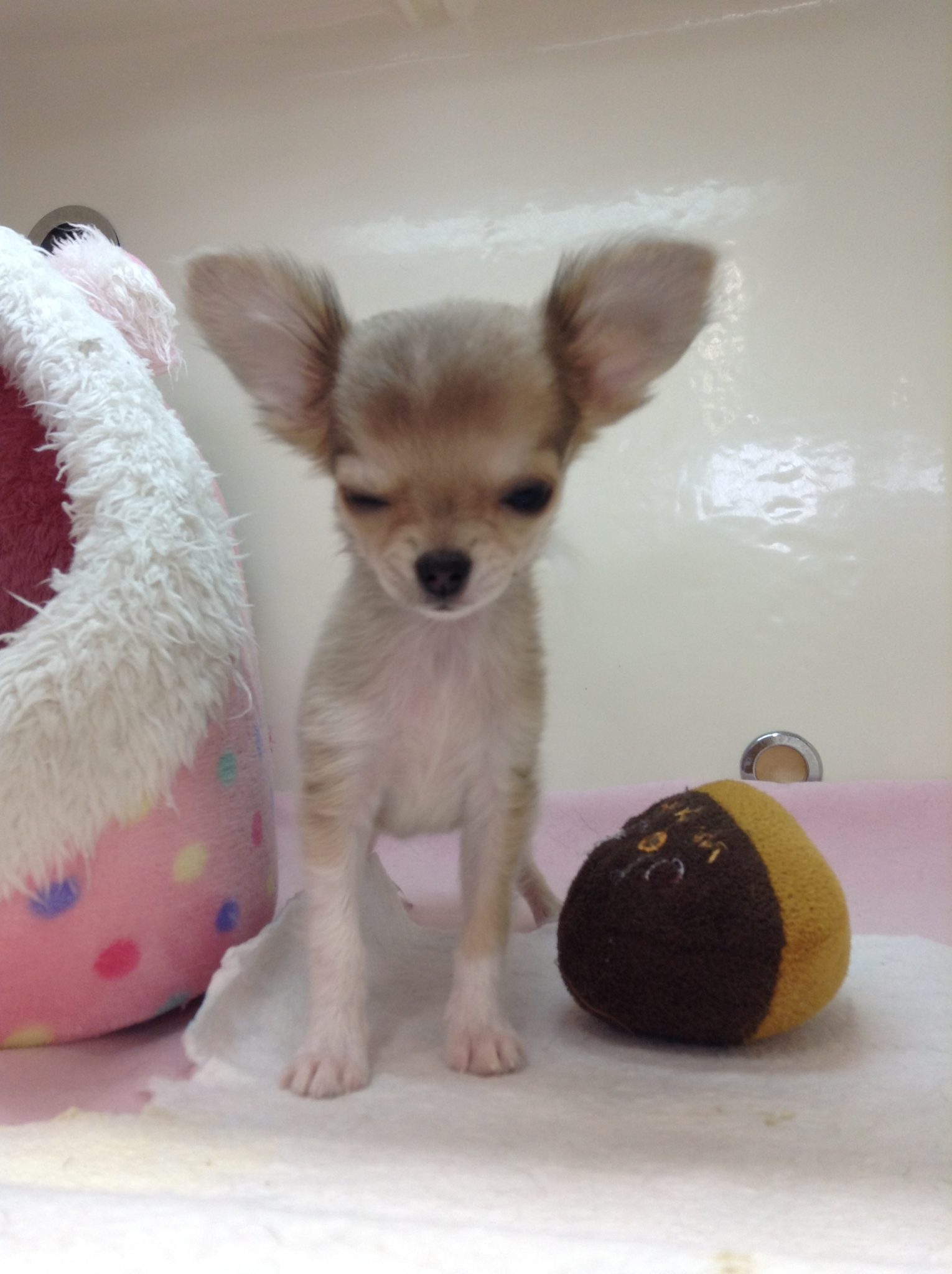 今日のこじかちゃん