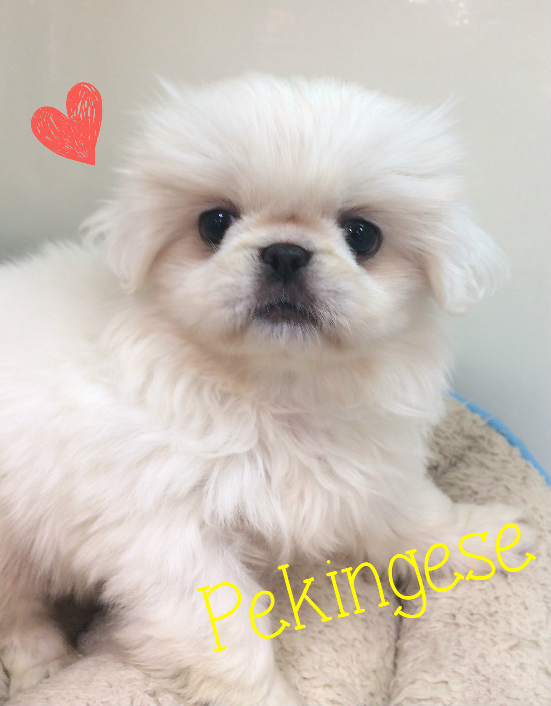 ☆ＮＥＷおすすめ犬ペキちゃん☆