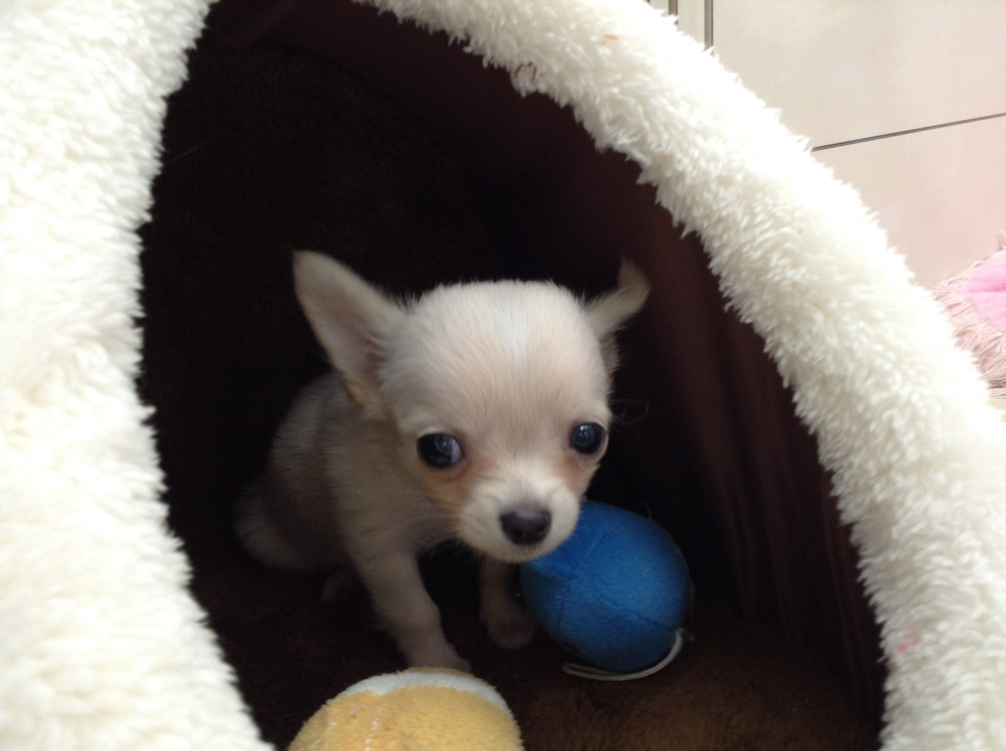 控えめなチッチ♪