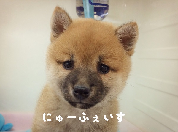☆NEW柴犬の女の子♪☆