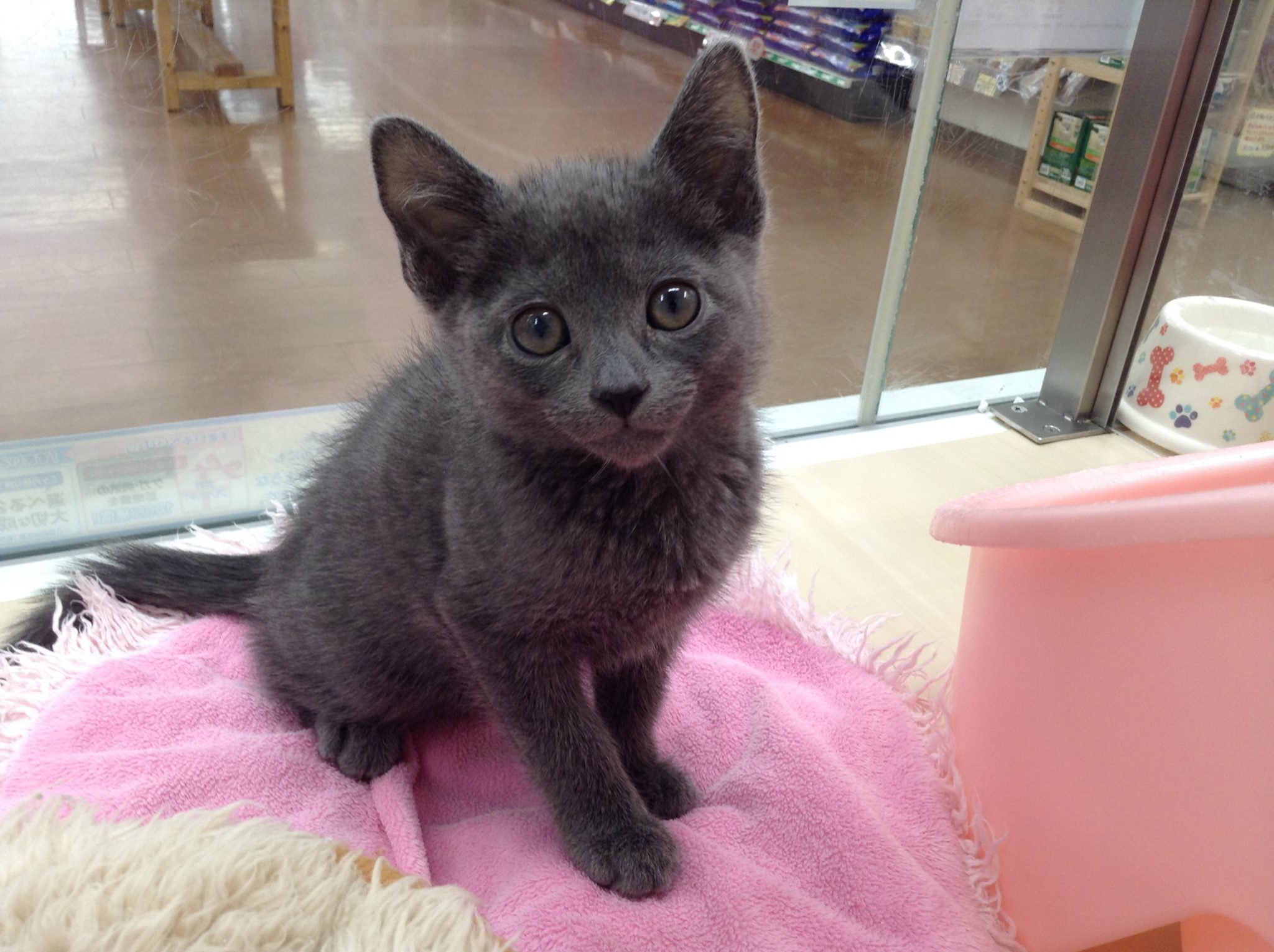 待望のニャンコが！！