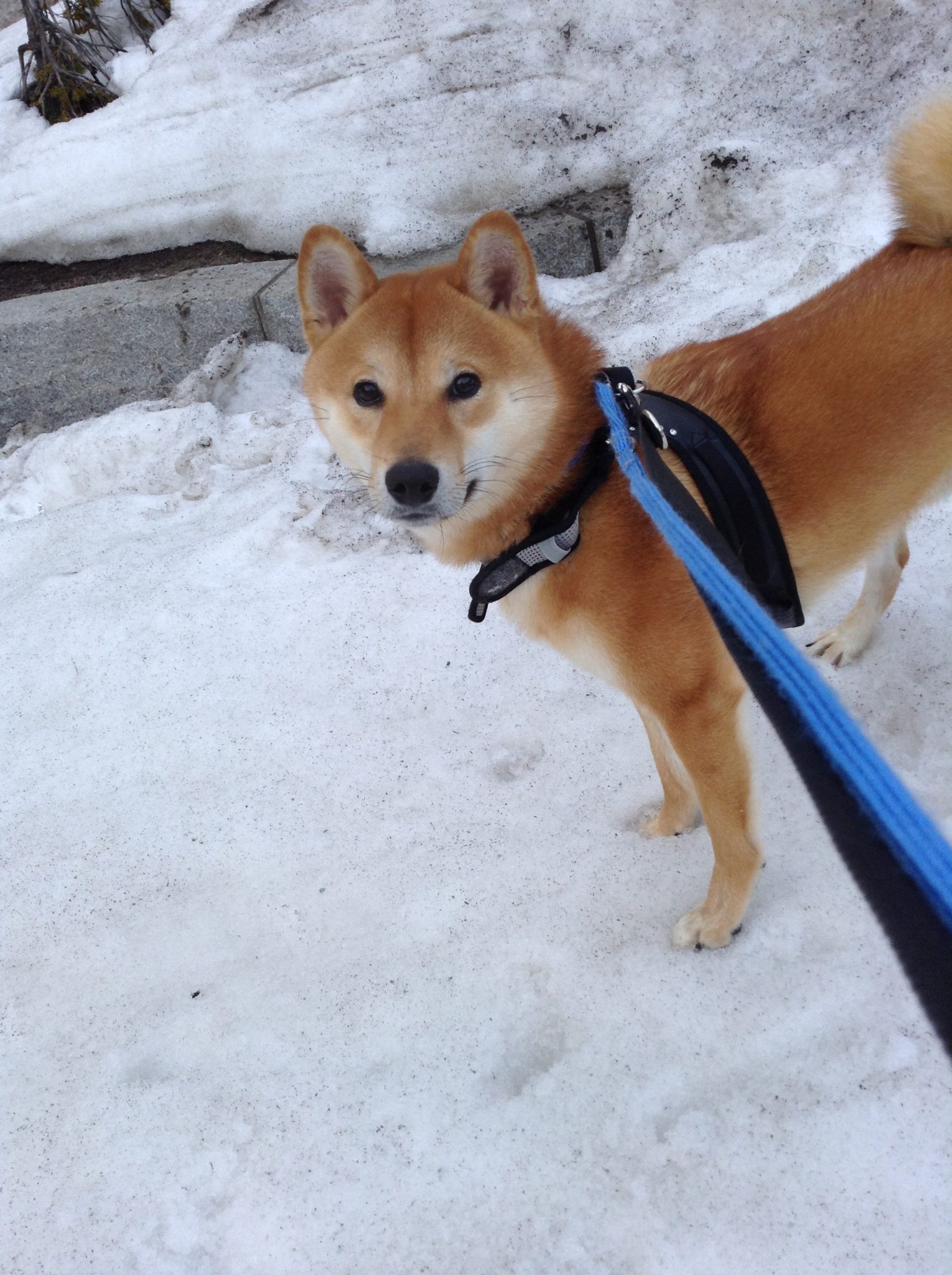 ダイちゃんお泊り☆