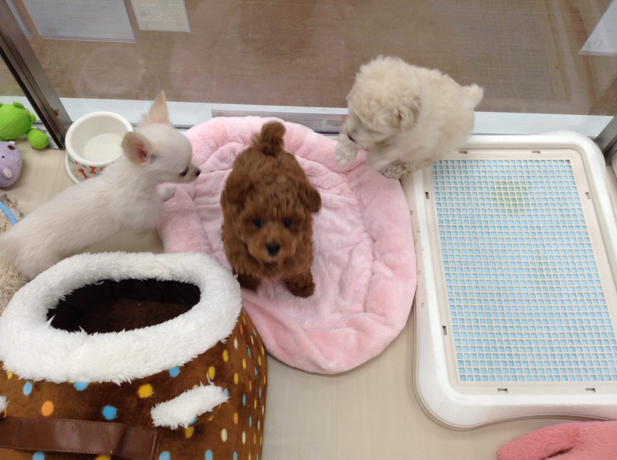 おチビちゃんがいっぱい♪