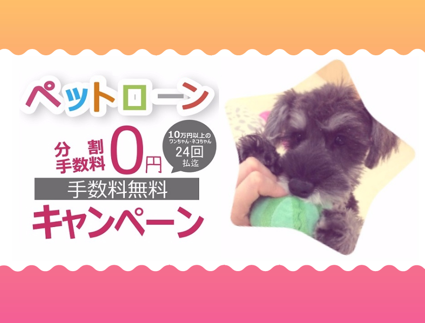 ★期間限定！無金利ローンキャンペーン！★