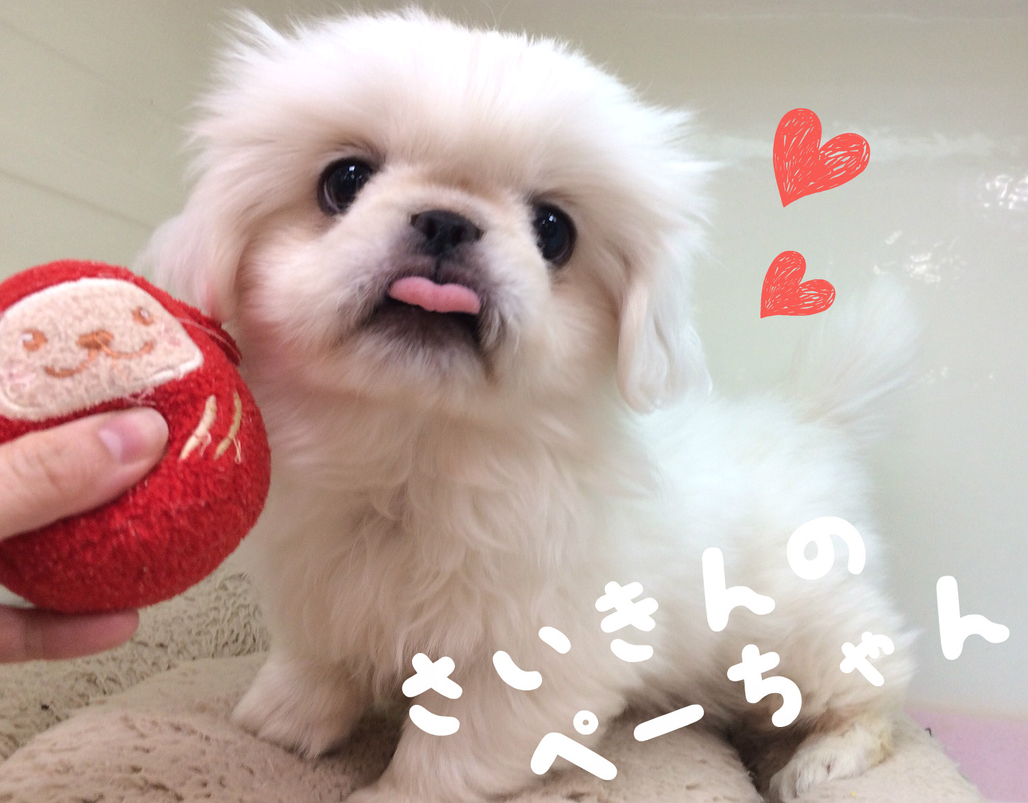 ★動画で♡ぺーちゃん★